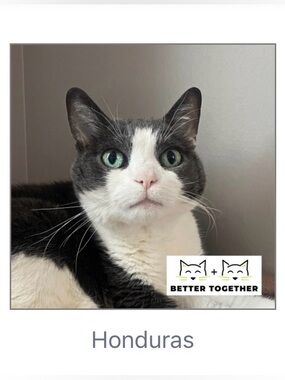 Tree House Humane Society 100% Donation🐱💚